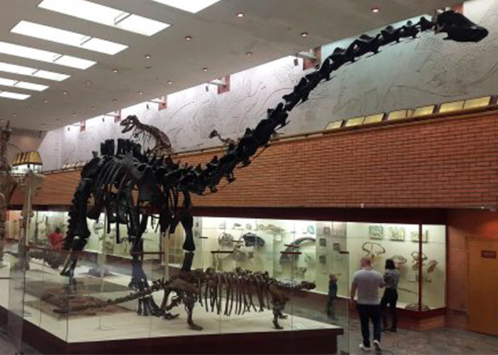 Палеонтологический музей в Коньково